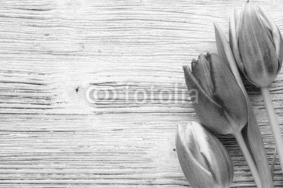 Tulip.