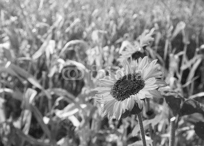 Sunflowers in the countryside.