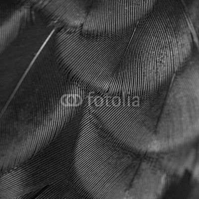 close-up peacock feathers