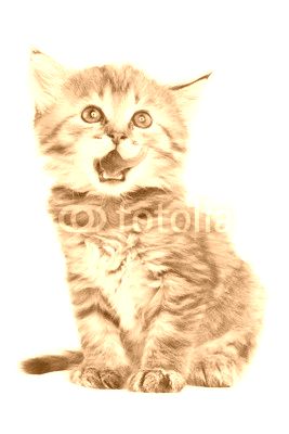 Kitten sits Licked