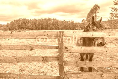 Farm with horse on green field, rural scene