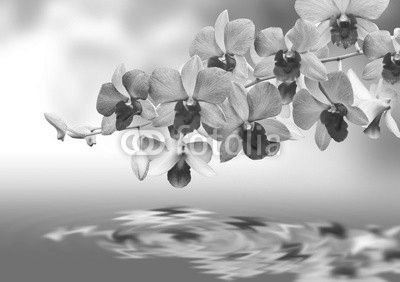 Orchids and reflection