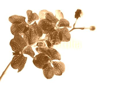 Vanda orchid
