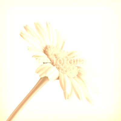 Chamomile