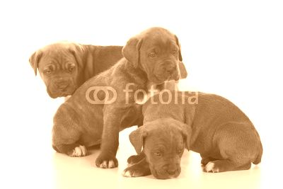 italian mastiff cane corso