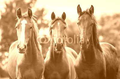 Group of three young horses on the pasture