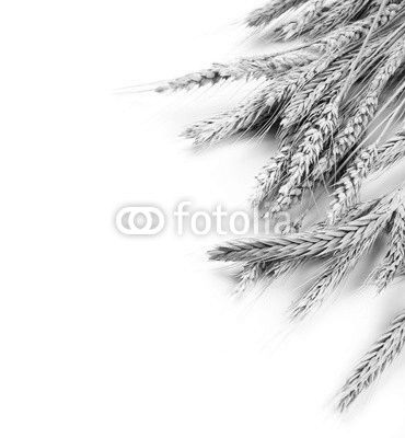 Wheat