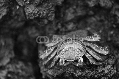 Sally lightfoot crab