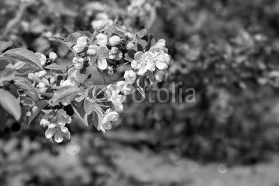 Apple flowers background.