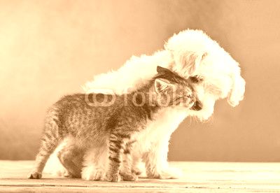 Friends - dog and cat together