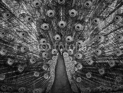 beautiful peacock