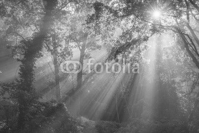 The Forest of Heaven