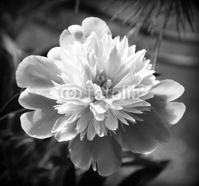 Pink peony