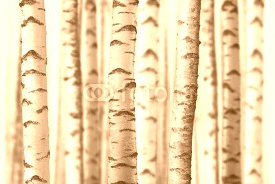 seamless birch trees
