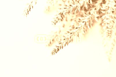 Lavender branch on a white background
