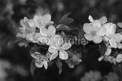 Apple flowers