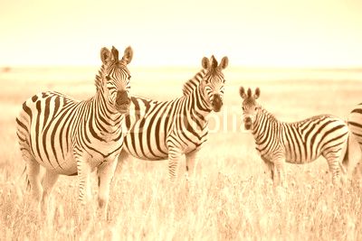 Zebras migration in Makgadikgadi Pans National Park - Botswana