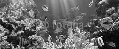 Coral and fish