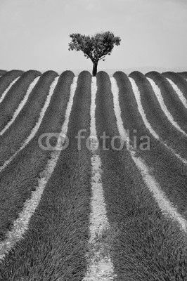 Lavender field and olive tree in Valensole on a warm summer afternoon. Southern French Alps (Alpes de Haute Provence), South of France