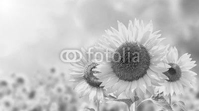 Sunflowers on blurred sunny background