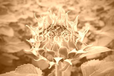 Sunflower field