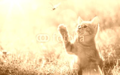 art Young cat / kitten hunting a ladybug with Back Lit