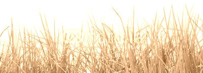 herbe, fond blanc