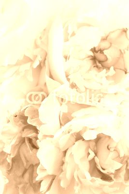 peony on the white