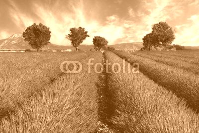 Lavender field in Provence, France