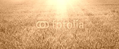 Green lawn for background