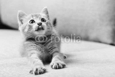 Beautiful little cat on a grey sofa