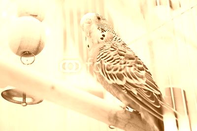 Green domestic budgie