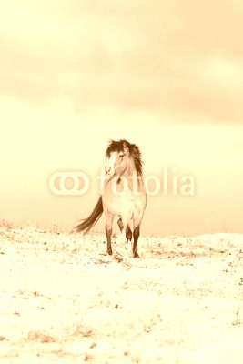 welsh pony