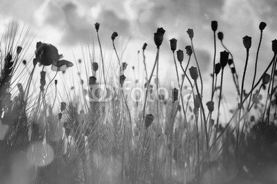 Wheat field and poppies