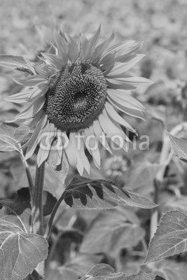 Portrait of sunflower at summer day close up, Provence France