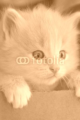 Kitten in the box
